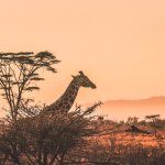 Authentic Africa: Appreciating the Culture, Heritage, and Beauty of Africa 21 | Mania Africa | maniainc.com https 3a 2f 2fsubstack post media s3 amazonaws com 2fpublic 2fimages 2fe3cf56d6 b95d 4d12 9dbd bde4bd2c6708 2000x1331 jpeg 1 1 | Mania Africa: News, Sports, Tech, Movies, and Lifestyle | maniainc.com