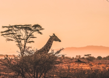 Authentic Africa: Appreciating the Culture, Heritage, and Beauty of Africa