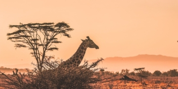 Authentic Africa: Appreciating the Culture, Heritage, and Beauty of Africa