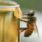 Bees and Honey and What We Can Learn From Bees 25 | Mania Africa | maniainc.com https 3a 2f 2fsubstack post media s3 amazonaws com 2fpublic 2fimages 2f61ae0e53 495c 43c7 9ea6 7f609765b2f2 2000x1337 jpeg 1 1 | Mania Africa: News, Sports, Tech, Movies, and Lifestyle | maniainc.com