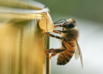 Bees and Honey and What We Can Learn From Bees
