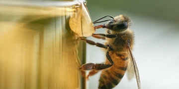 Bees and Honey and What We Can Learn From Bees
