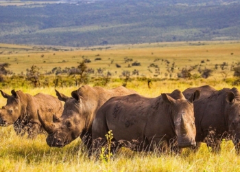 World Rhino Day