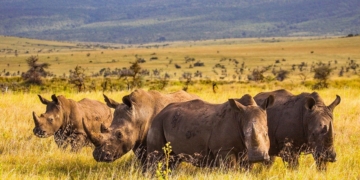 World Rhino Day