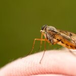 How to Prevent Mosquito Bites: The Ultimate Guide 34 | Mania Africa | maniainc.com https 3a 2f 2fsubstack post media s3 amazonaws com 2fpublic 2fimages 2f1212574d 2e99 4045 ae9e abe29b283b13 2000x1333 jpeg 1 1 | Mania Africa: News, Sports, Tech, Movies, and Lifestyle | maniainc.com