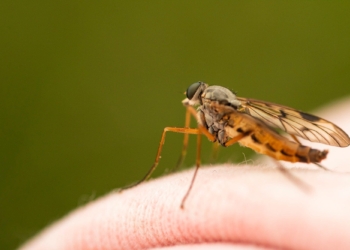 How to Prevent Mosquito Bites: The Ultimate Guide 44 | Mania Africa | maniainc.com How to Prevent Mosquito Bites: The Ultimate Guide
