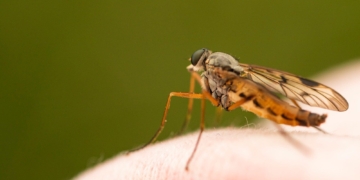 How to Prevent Mosquito Bites: The Ultimate Guide