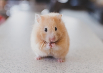 Why Rats Make Great Pets: A Guide to Caring for Your Furry Friends