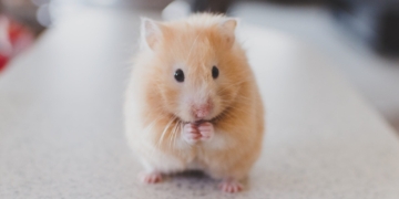 Why Rats Make Great Pets: A Guide to Caring for Your Furry Friends