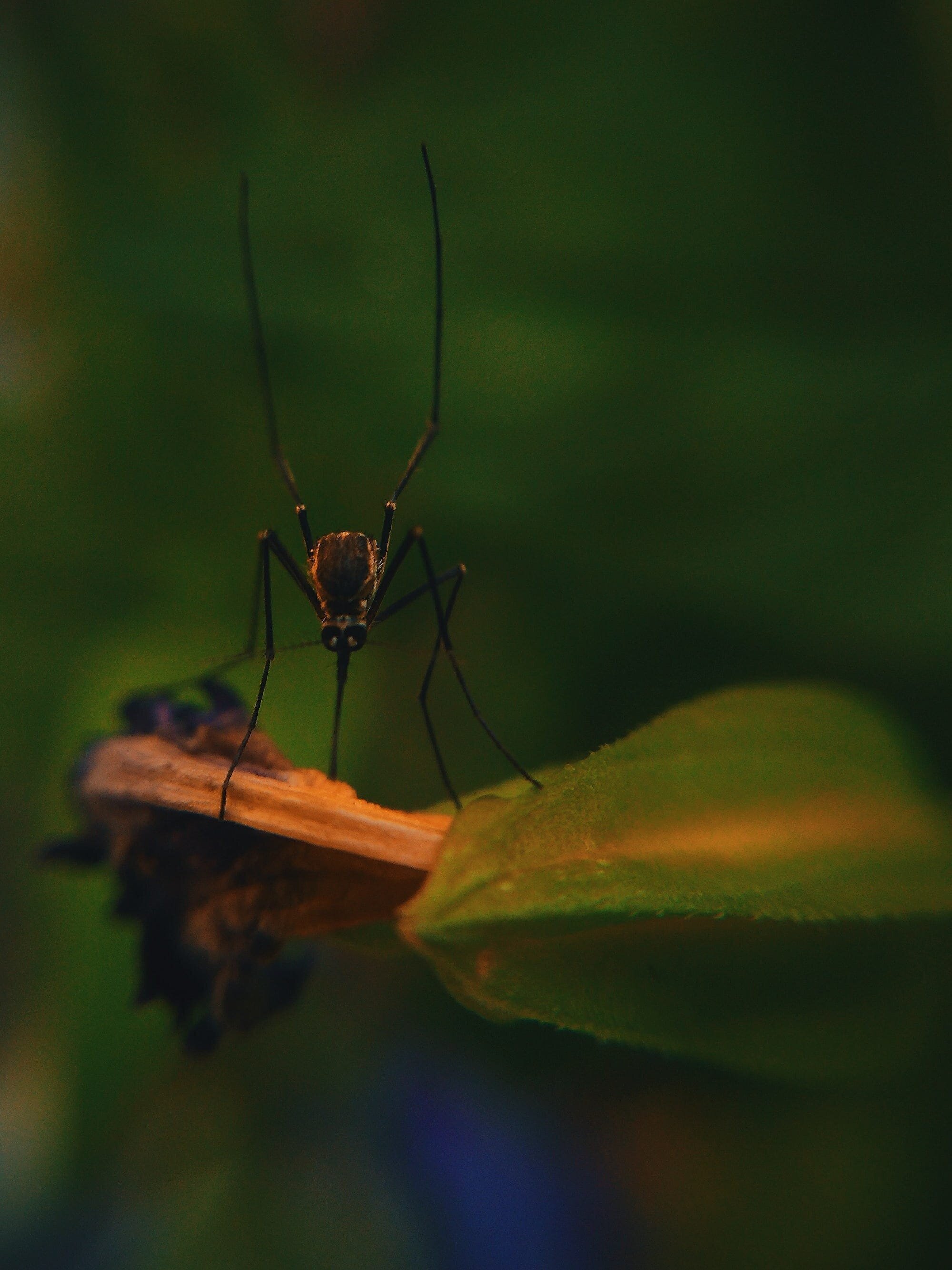 How to Prevent Mosquito Bites: The Ultimate Guide 2 | Mania Africa | maniainc.com An image of a mosquito biting on a leaf. Mosquito bites can cause severe reactions in some people as per their body's reaction to being bitten