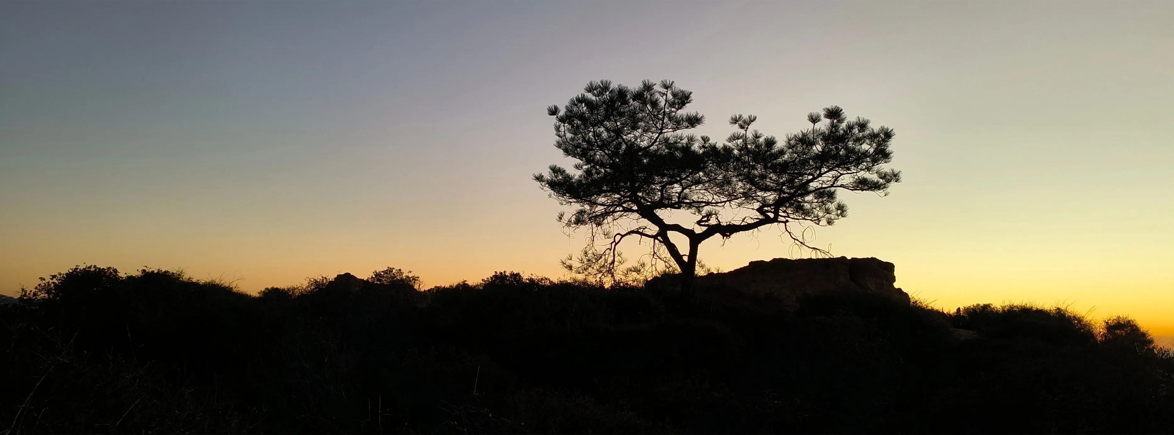 Oppo Find N2 Flip Foldable Phone Review - The Best After the Best 8 | Mania Africa | maniainc.com A photo of a tree during sunset taken using the Oppo Find N2 Flip