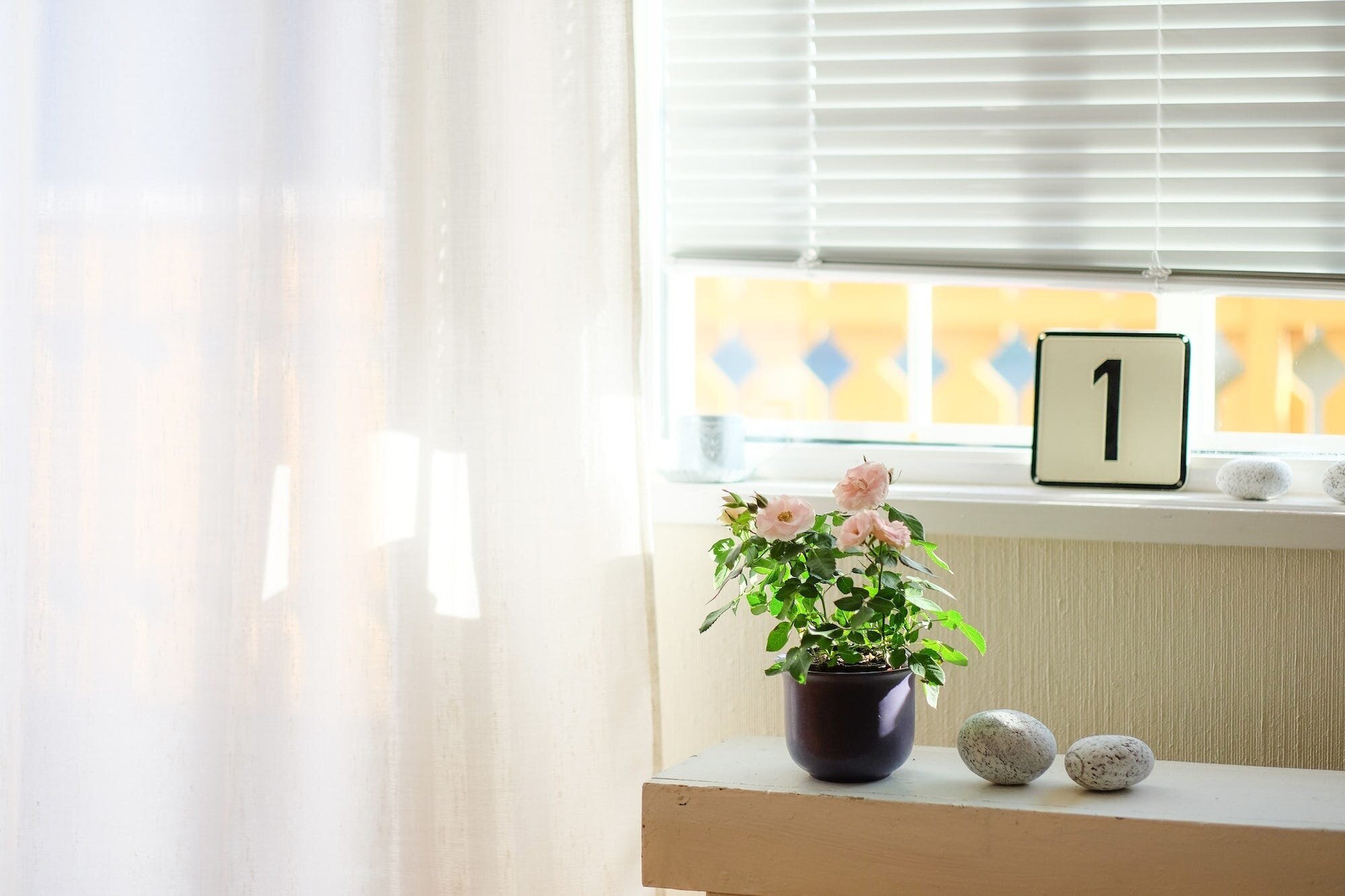 Top 5 Sunscreen Brands for 2023: Protecting Your Skin with the Best Sunscreen Products 3 | Mania Africa | maniainc.com Pink flowers in a pot by a window where some sunlight is coming in