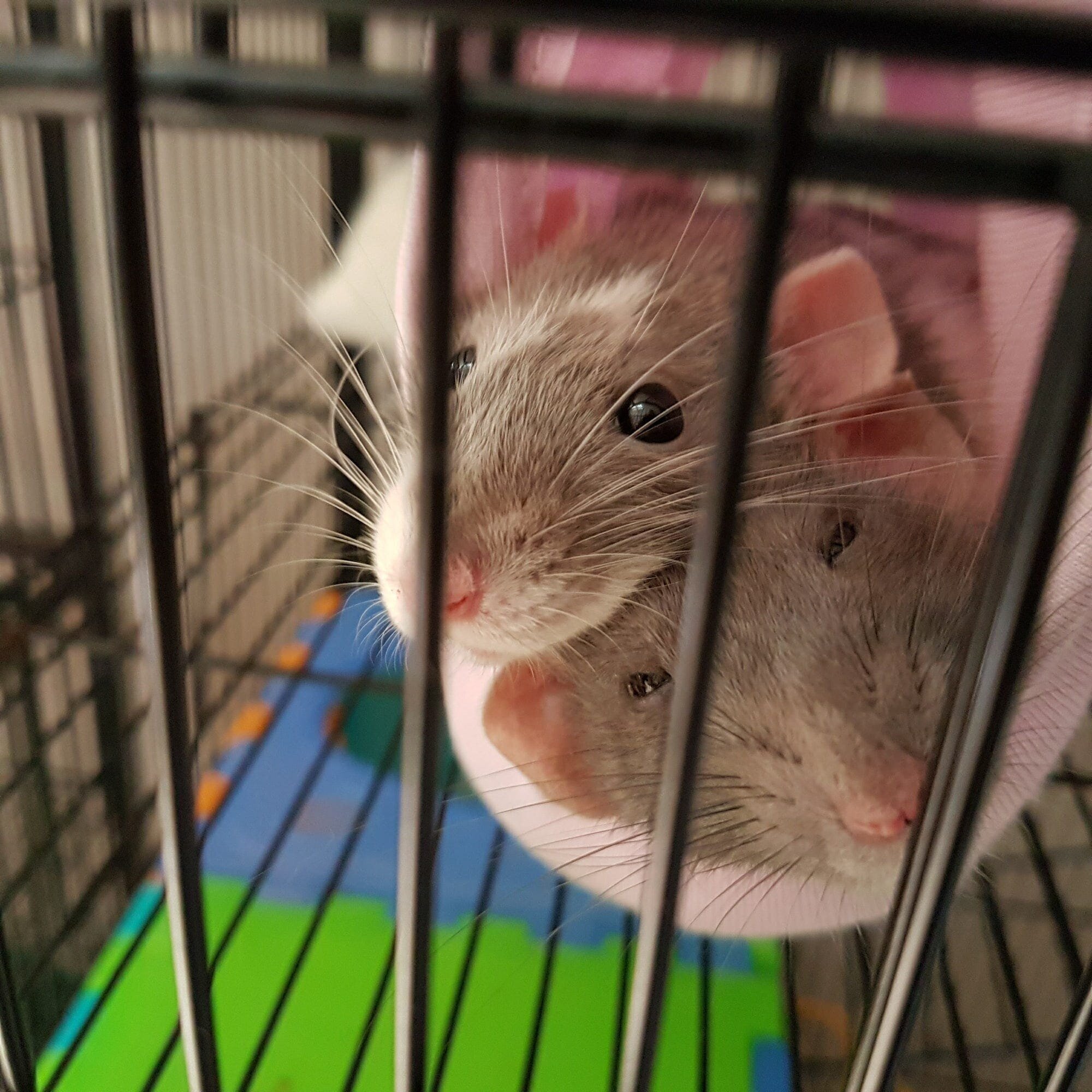 An image of pet rat sisters relaxing in a hammock