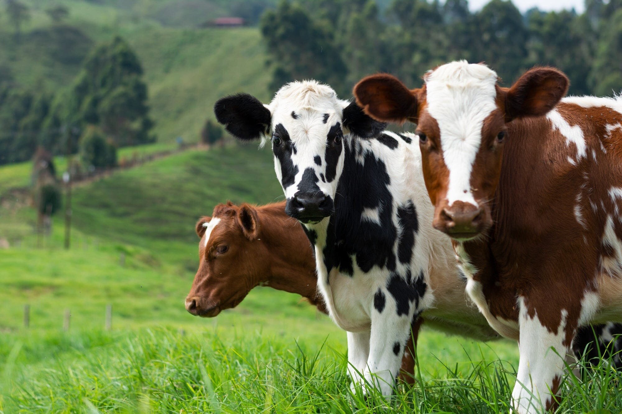 Vegan Nutrition 101: How to Get All the Nutrients You Need on a Plant-Based Diet 5 | Mania Africa | maniainc.com Cows grazing