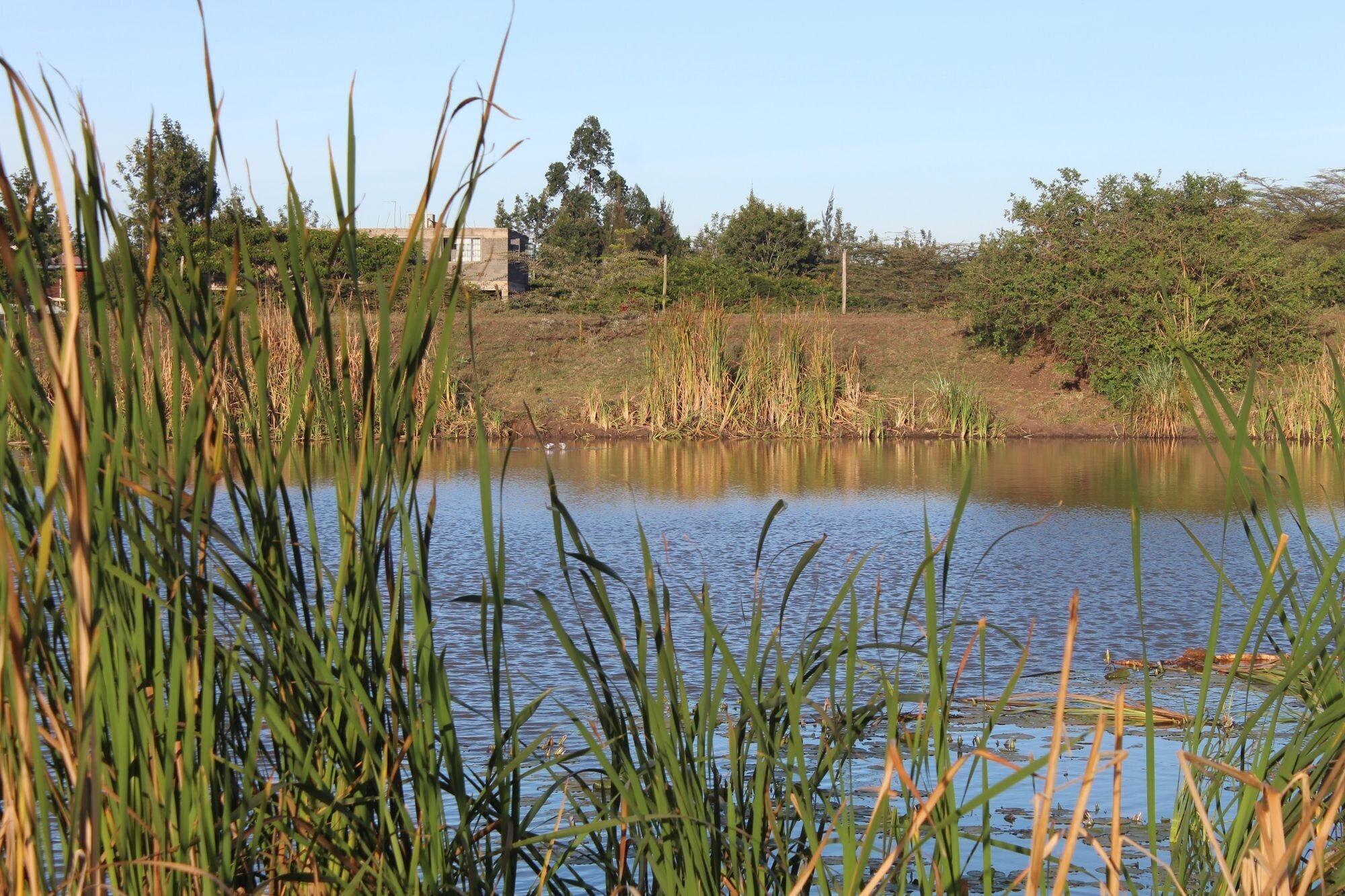 The Hippo Hangout 4 | Mania Africa | maniainc.com The swamp that I named the Hippo Hangout.