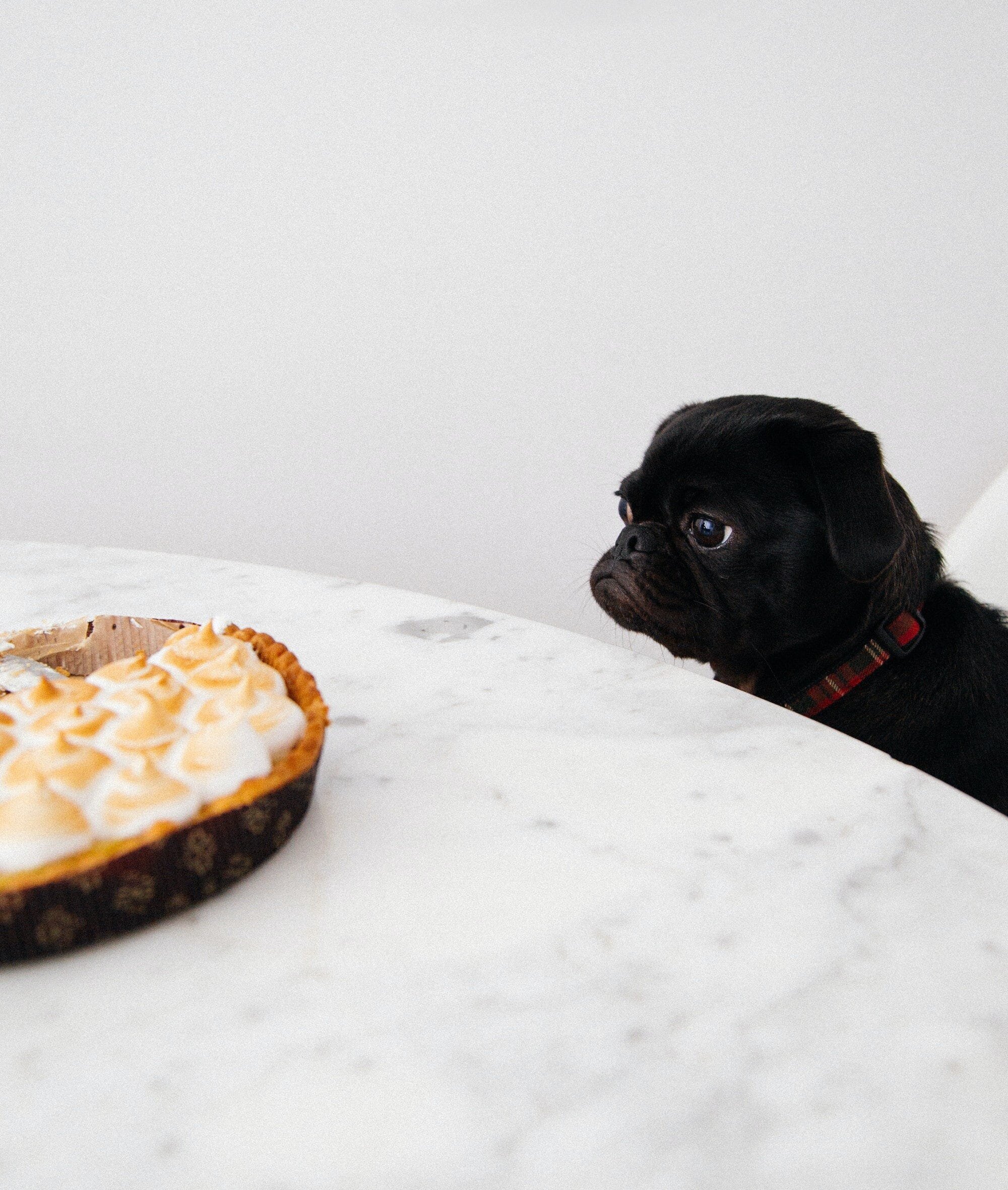 Evading Desire: Learning How to Not Want 3 | Mania Africa | maniainc.com A pug looking at cupcakes placed on a table in a desiring way