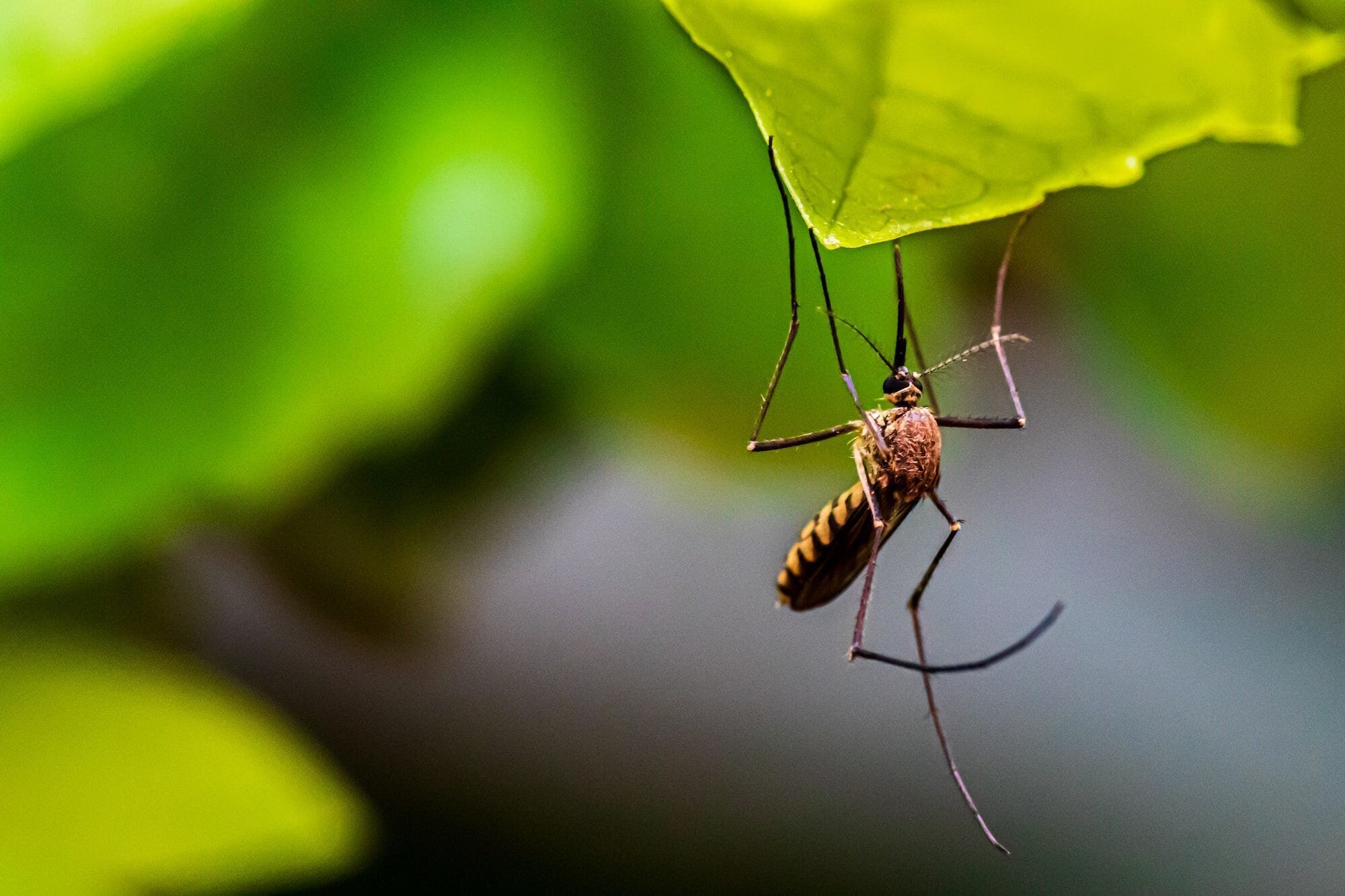 How to Prevent Mosquito Bites: The Ultimate Guide 4 | Mania Africa | maniainc.com A macro image of a Mosquito on a leaf. Keeping one's surroundings clean can help prevent mosquito bites