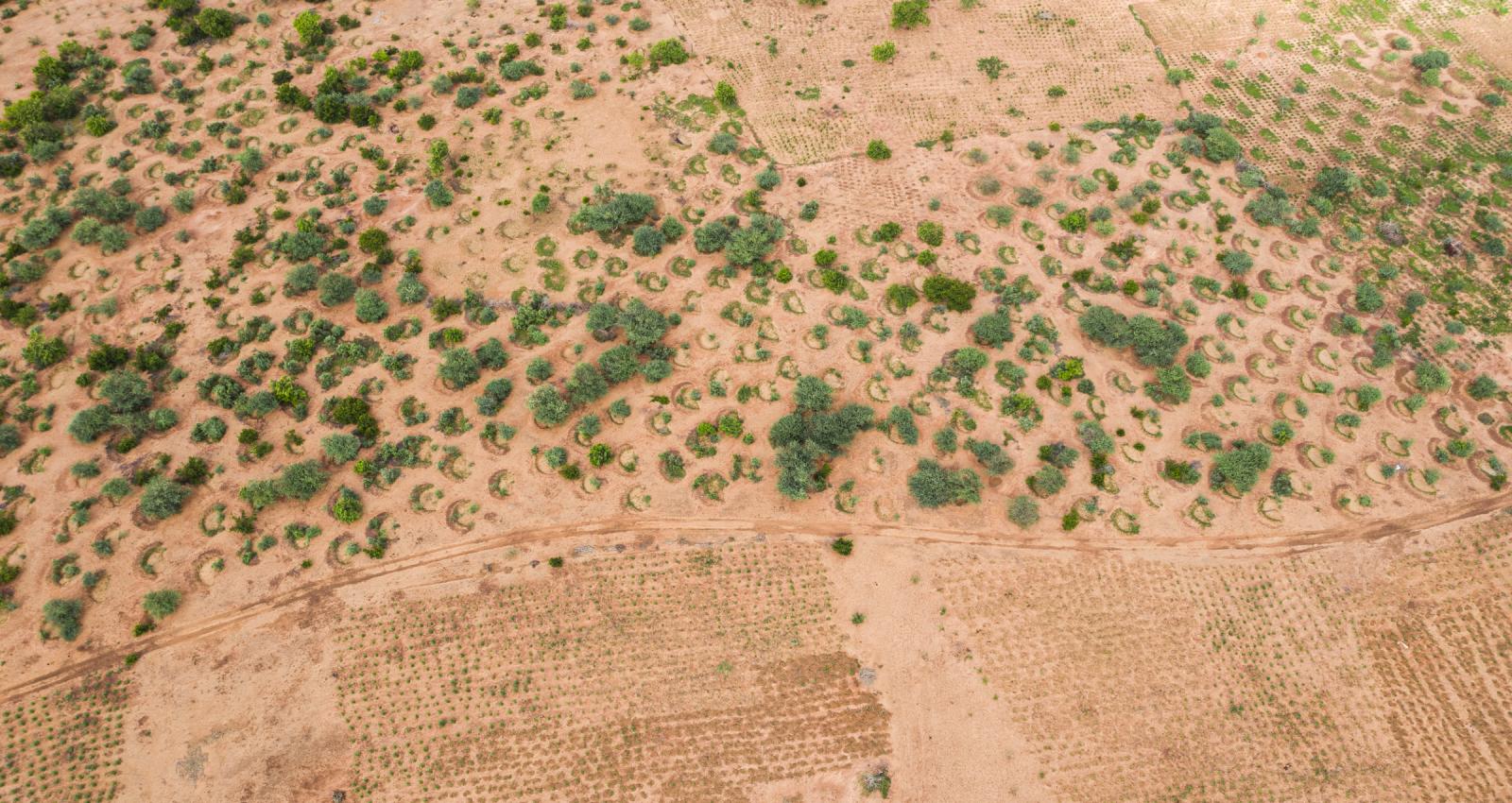 The Urgent Realities of Climate Change: Facts and Solutions for a Sustainable Future 21 | Mania Africa | maniainc.com A picture of trees planted as part of the Great Green Wall Initiative | The Urgent Realities of Climate Change: Facts and Solutions for a Sustainable Future | Mania Africa