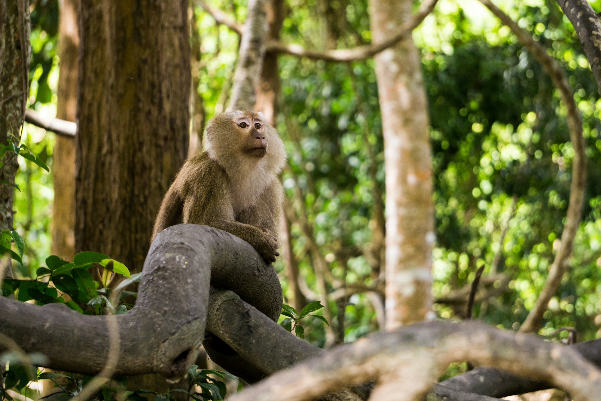 W.H.O Declares Mpox a Global Health Emergency: Critical Facts You Need to Know 6 | Mania Africa | maniainc.com brown monkey on brown surface | Mpox can be transmitted from animals to humans, making communities living near wildlife reserves vulnerable to the disease | Transmission of Mpox: How Mpox Spreads | Mania Health
