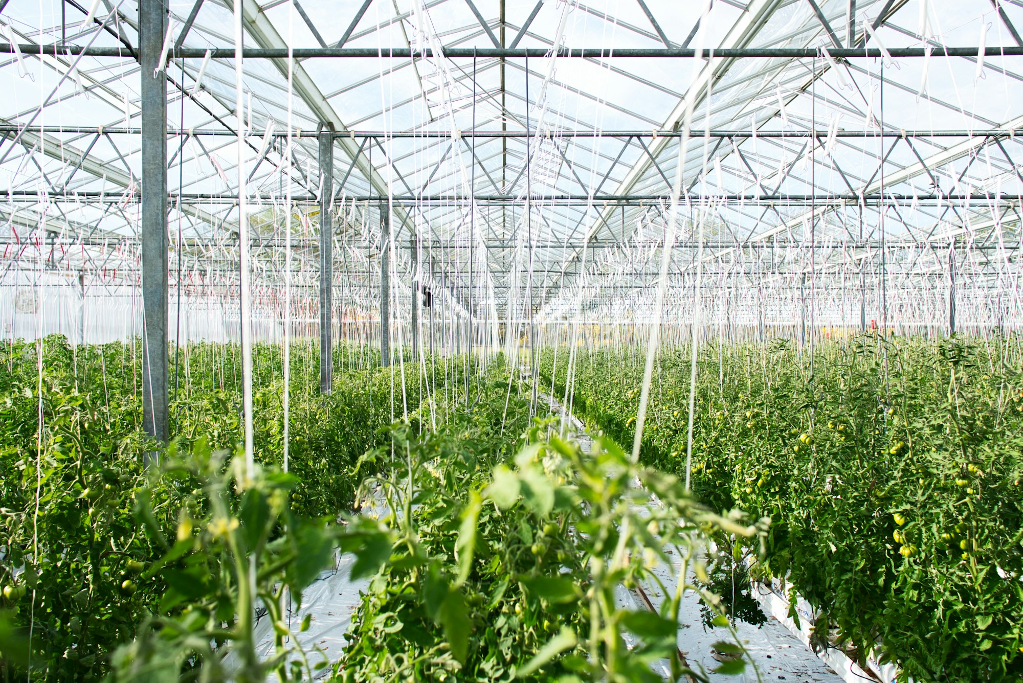 The Urgent Realities of Climate Change: Facts and Solutions for a Sustainable Future 9 | Mania Africa | maniainc.com Plants in a green house | The Urgent Realities of Climate Change: Facts and Solutions for a Sustainable Future